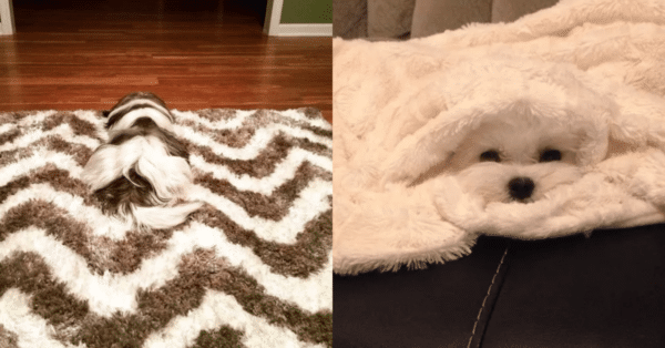 These 10 Dogs Are Competing For Hide & Seek Champion