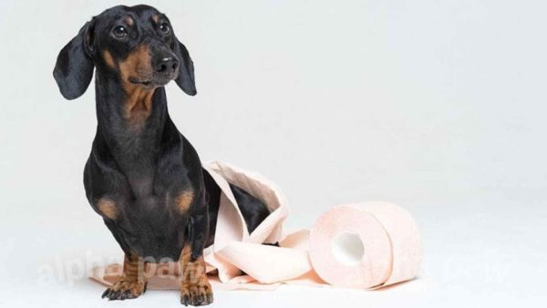How to Potty Train Your Dachshund In These Easy Steps