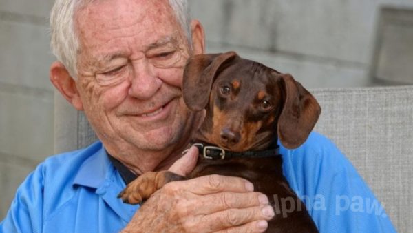 How to Take Special Care of your Senior Doxie