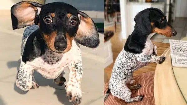 Moo, The Dachshund With Unique Fur Goes Viral