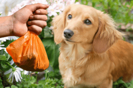 Eco Dog Poop Bags Say Goodbye to Messy Accidents!