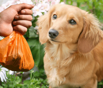 Eco Dog Poop Bags Say Goodbye to Messy Accidents!