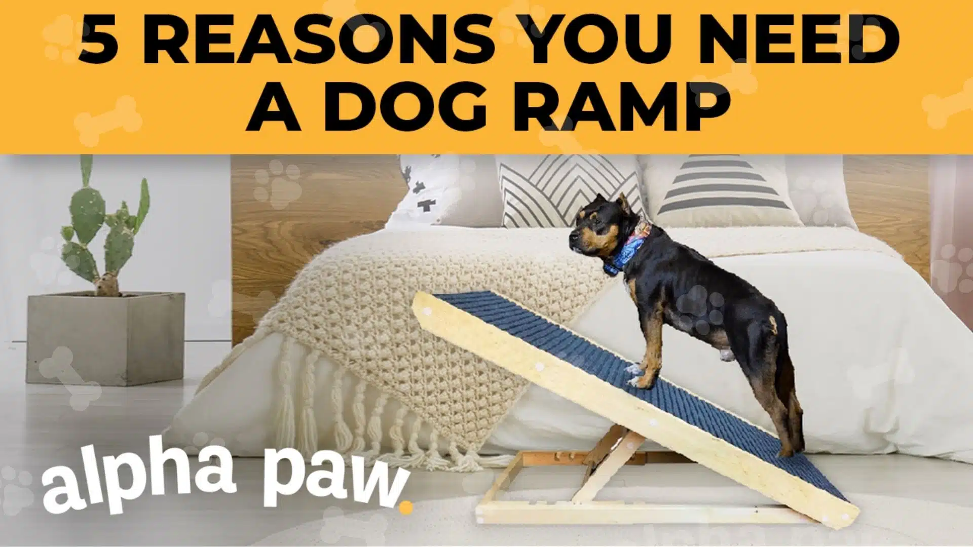 Video: 5 Reasons You Need A Dog Ramp