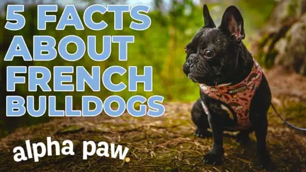 Video: 5 Unbelievable French Bulldog Facts!