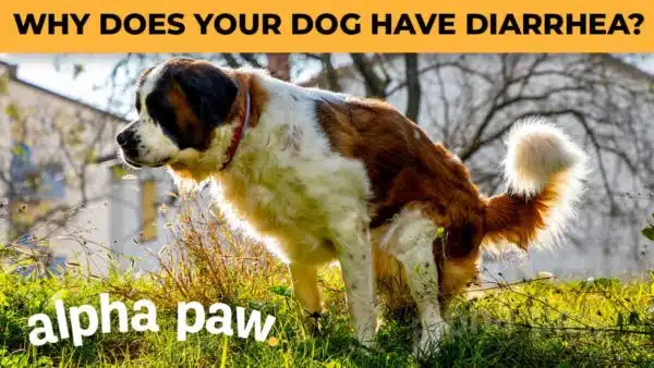 Video: Why Dogs Have Diarrhea and How to Stop It