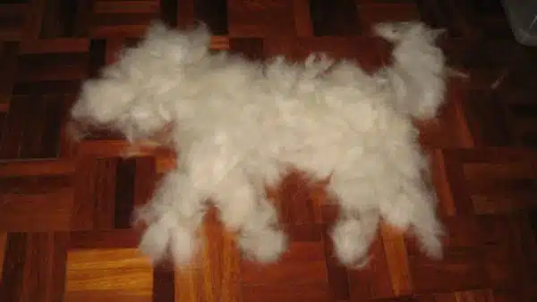 You Can Make Another Dog Just From Their Fur… Literally