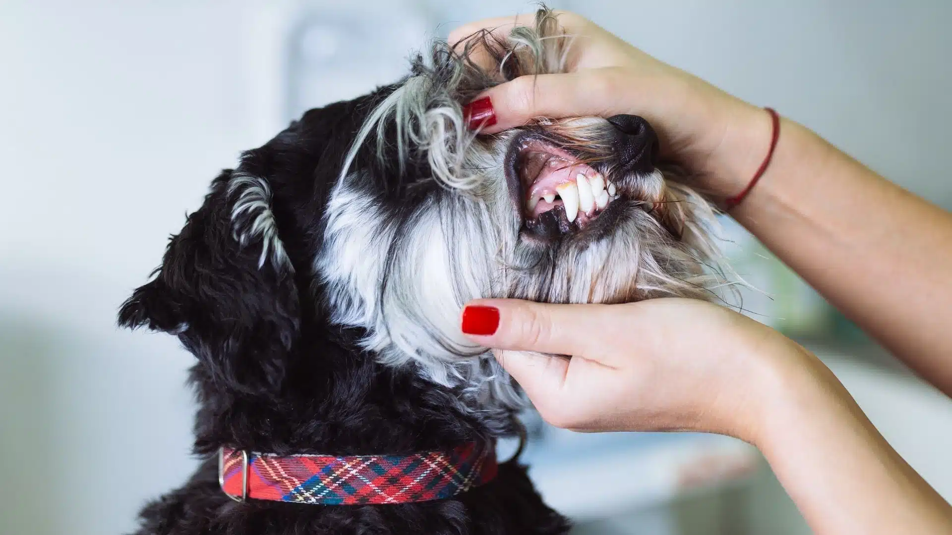 Periodontal Disease In Dogs: Warning Signs, Treatment and Prevention