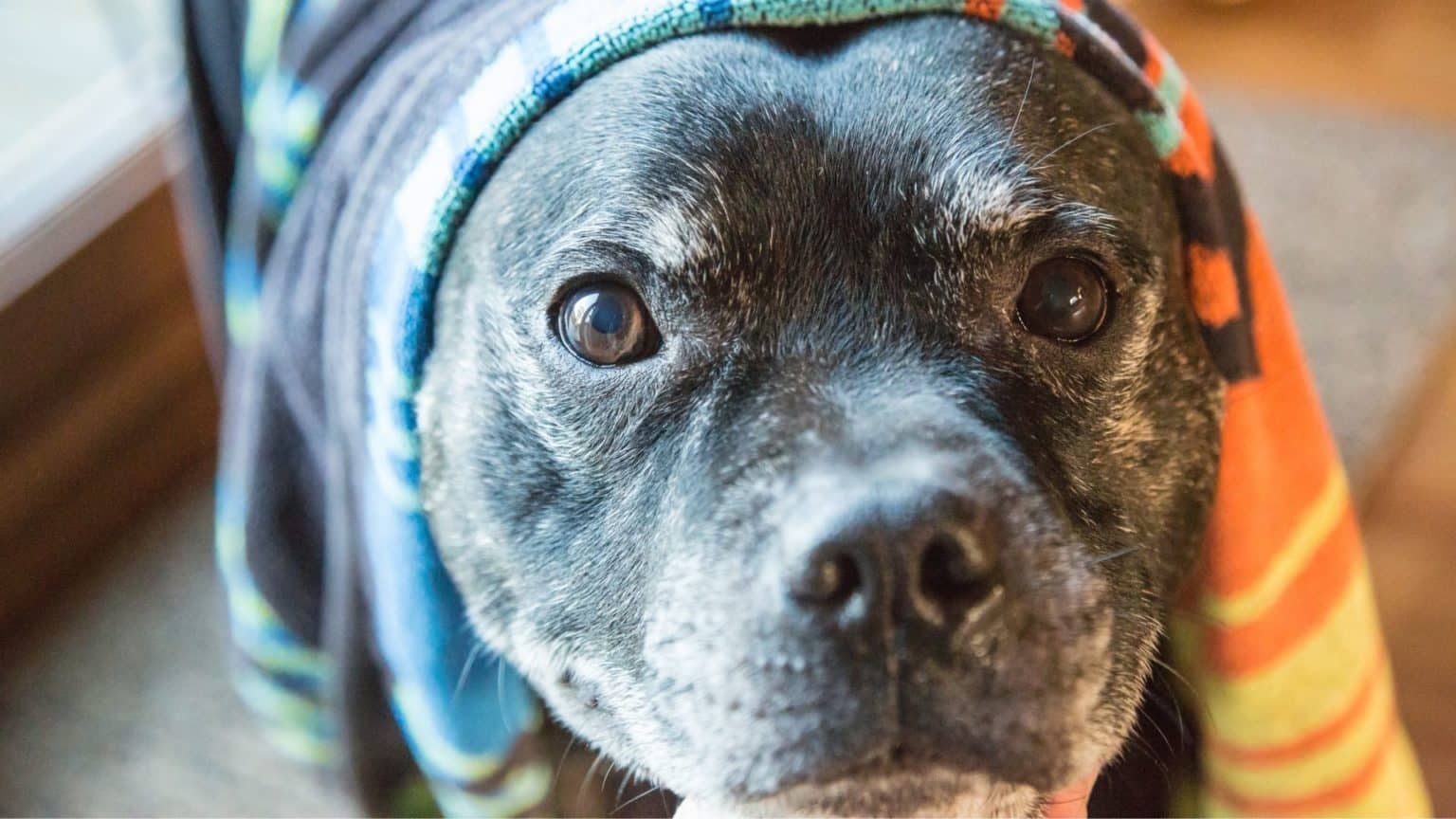 Why Is My Dog Panting? Why Do Dogs Pant?