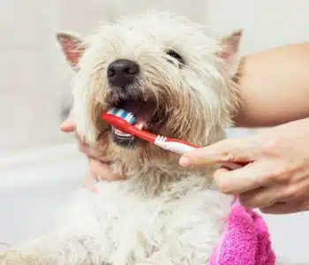 How to Keep Your Dog’s Teeth Clean In Between Dental Visits