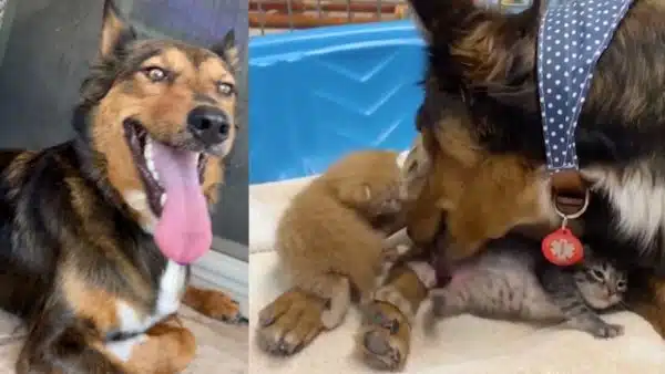 Grieving Rescue Dog Adopts A Trio Of Kittens After Her Entire Litter Dies