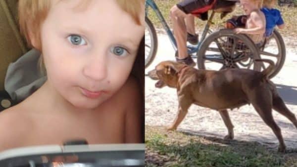 Missing boy is found safe and sound after being protected by his family dogs