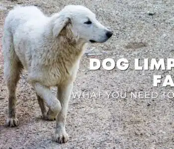 Why Is My Dog Limping? 4 Common Leg and Wrist Injuries in Dogs