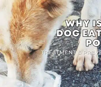 Why is My Dog Eating Poop? Treatment and Prevention