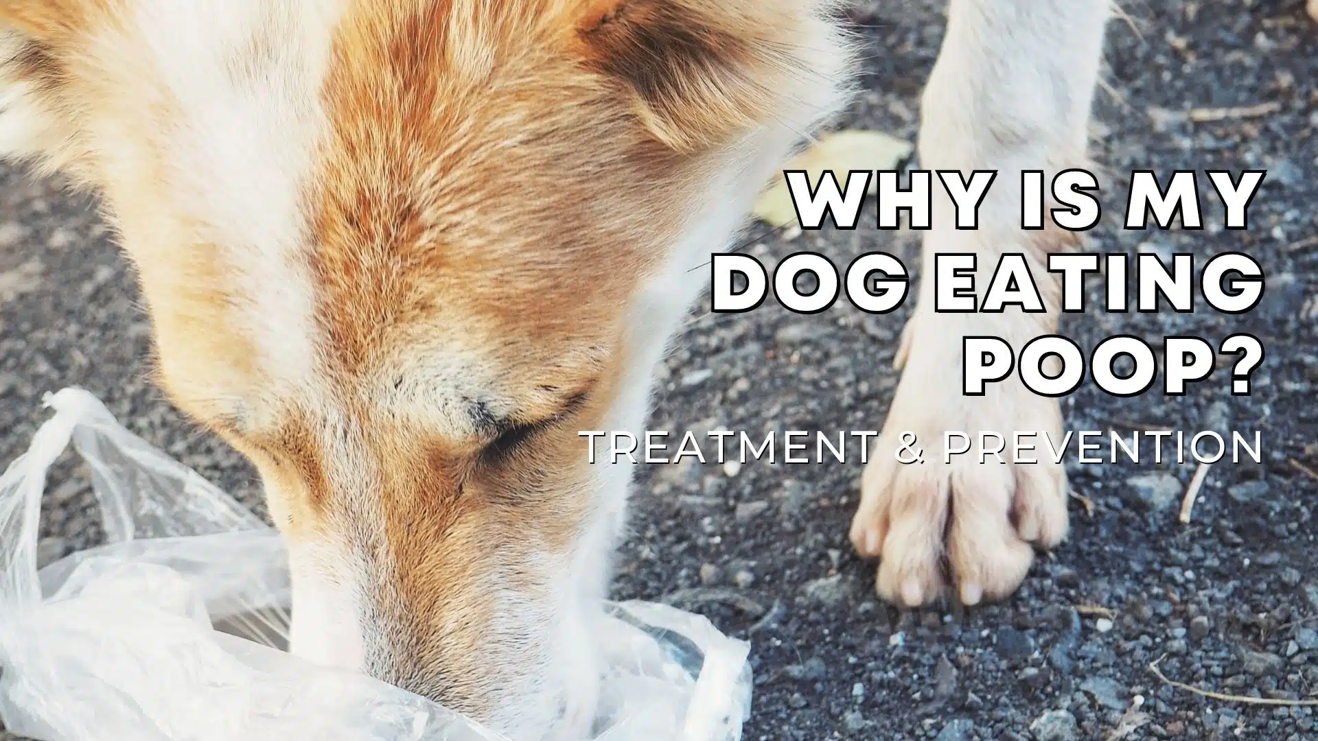 Why is My Dog Eating Poop? Treatment and Prevention