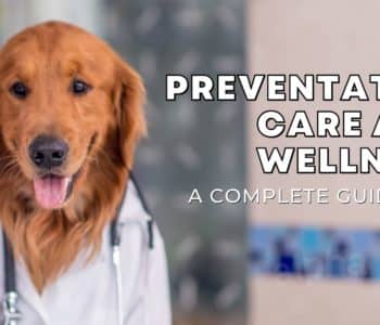 Preventive Care and Wellness Guidelines for Dogs