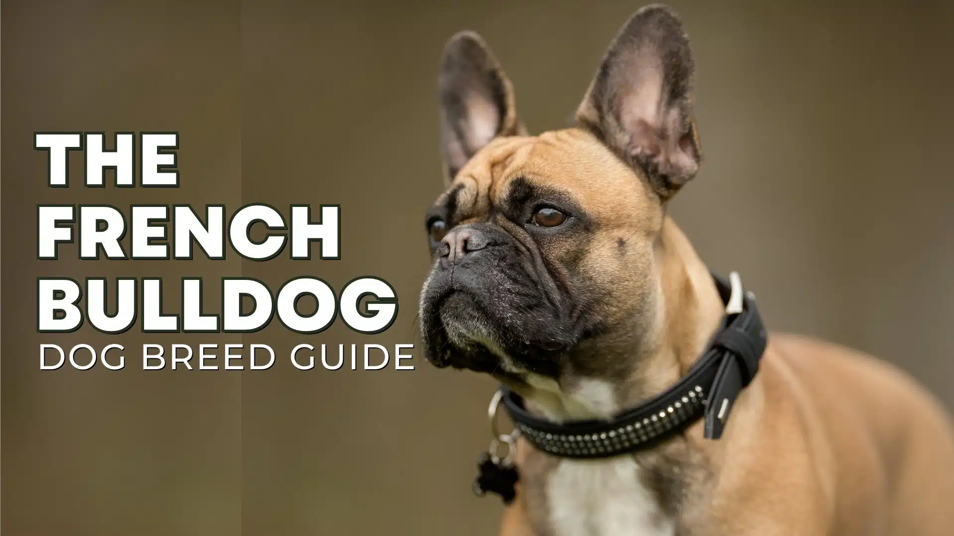 French Bulldog Breed Guide