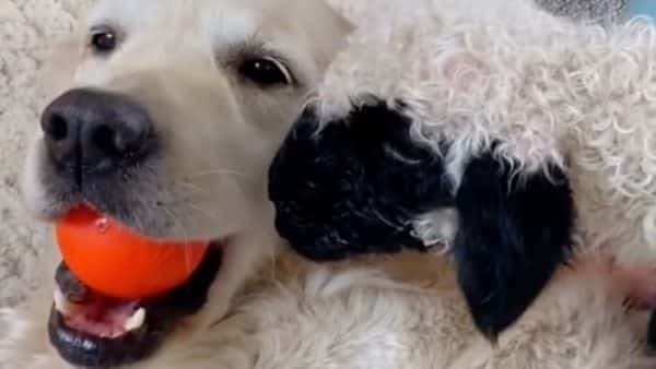 A Dog Adopts An Orphaned Lamb After Its Own Mom Rejects It (Video)
