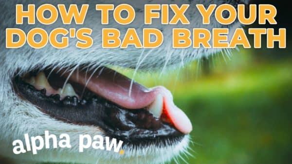 Video: How To Fix Your Dog’s Bad Breath!