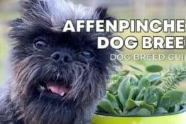 Affenpinscher Dog Breed Guide: Facts, Health & Care