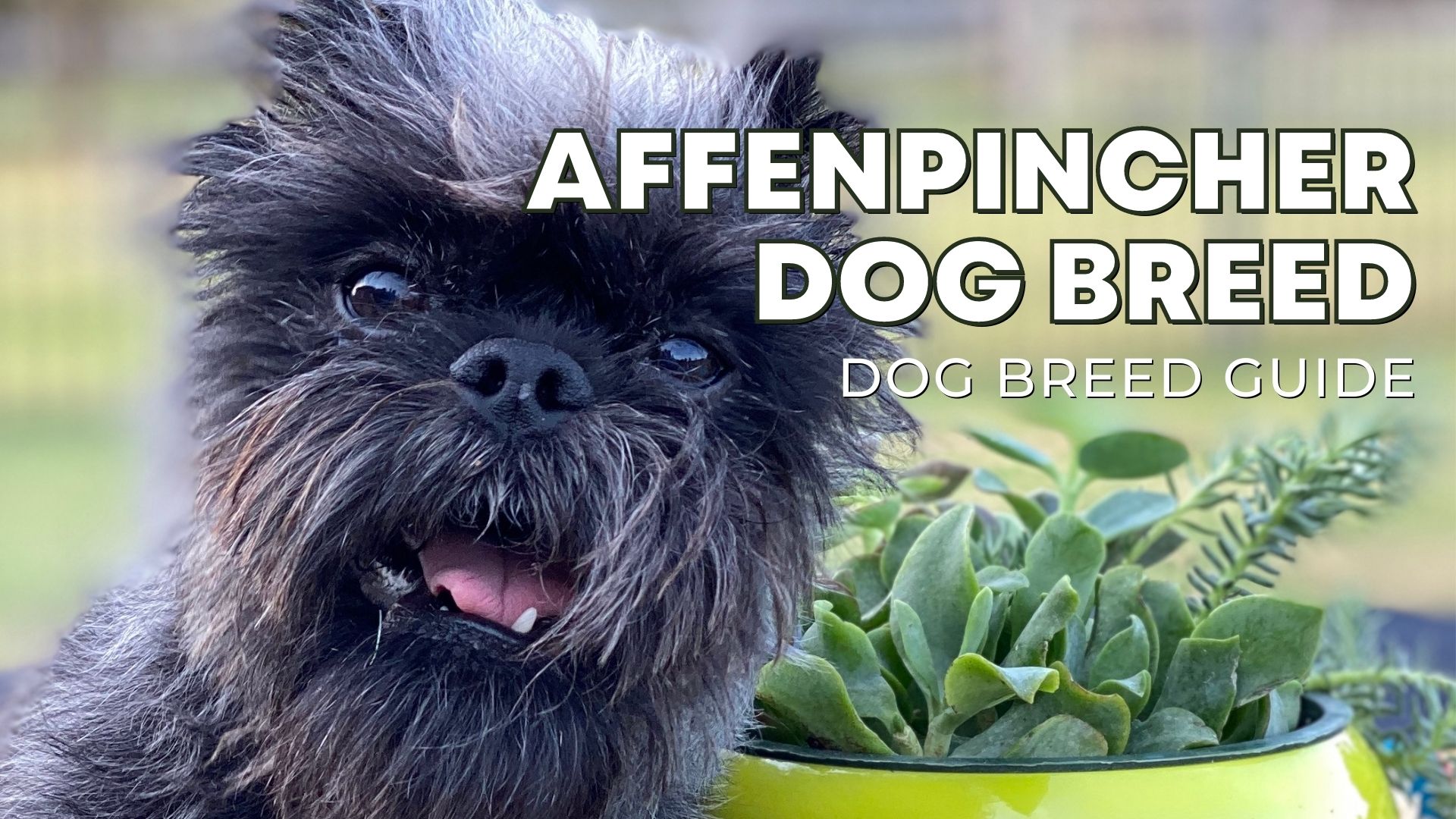Affenpinscher Dog Breed Guide: Facts, Health & Care