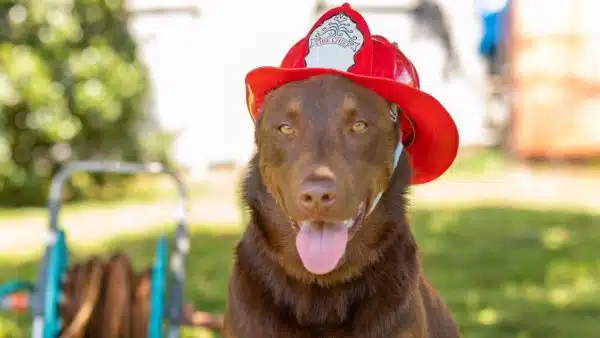July 15th Is National Pet Fire Safety Day: Are You Prepared?