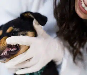 How to Remove Tartar from A Dog’s Teeth