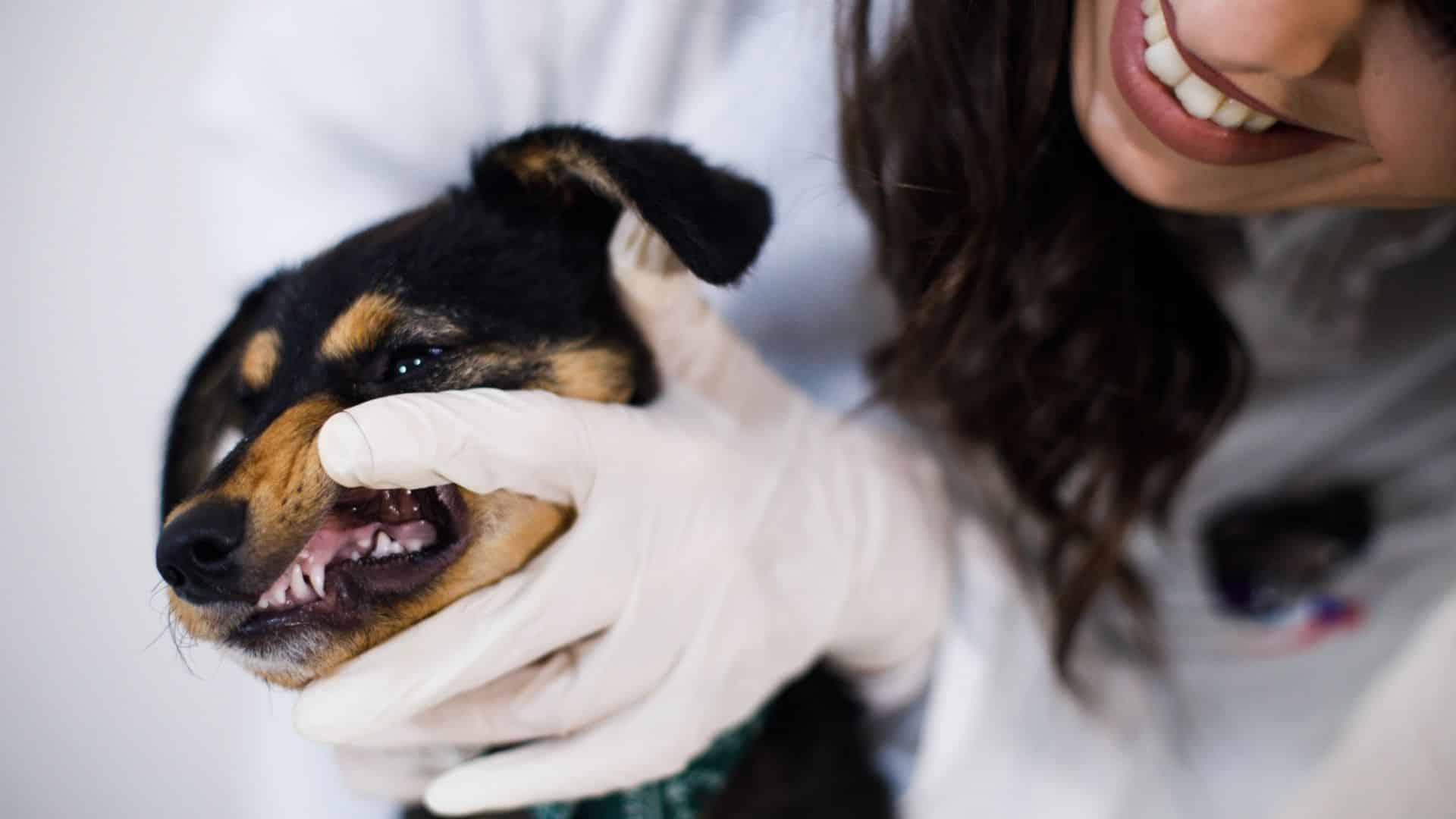 How to Remove Tartar from A Dog’s Teeth - Alpha Paw
