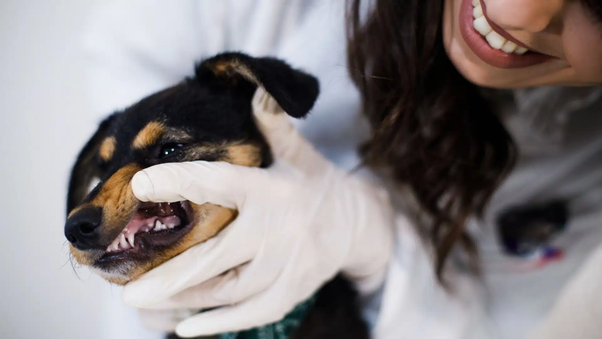 How to Remove Tartar from A Dog’s Teeth