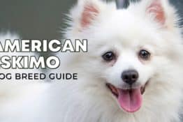 American Eskimo Dog Breed Guide: Facts, Health and Care