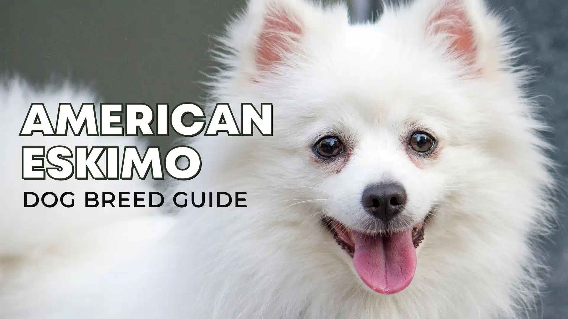 American Eskimo Dog Breed Guide: Facts, Health and Care