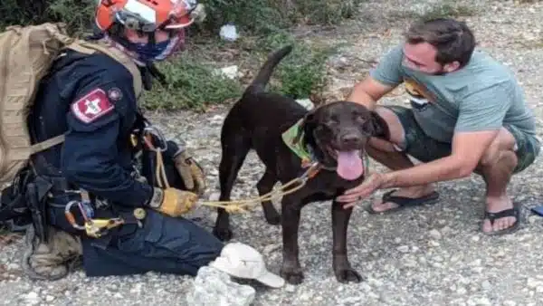 A Dog Survives A 70 Foot Fall, Saved By A Miracle!