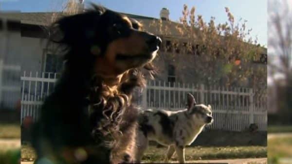 Brave Dachshund Saves Smaller Dog From Shocking Mountain Lion Attack