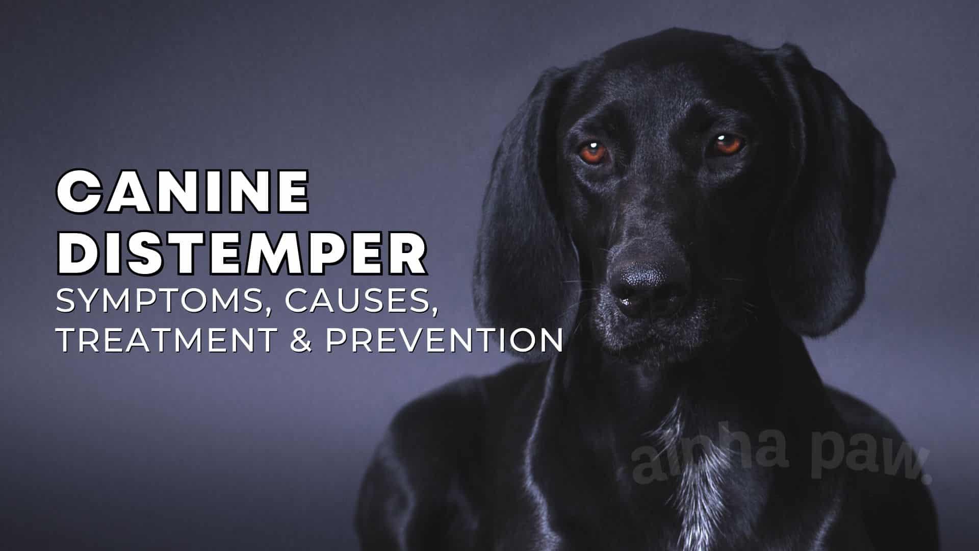 Canine Distemper: Symptoms, Causes, Treatment & Prevention