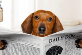 Dachshund Potty Training: Tips and Tricks for a Stubborn Dog