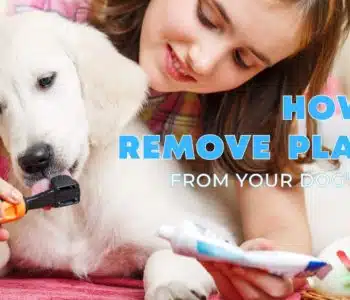 How to Remove Plaque From A Dog’s Teeth
