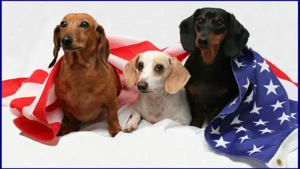 Quiz Time: Pick The Patriotic Pup To Find Your Country Soulmate