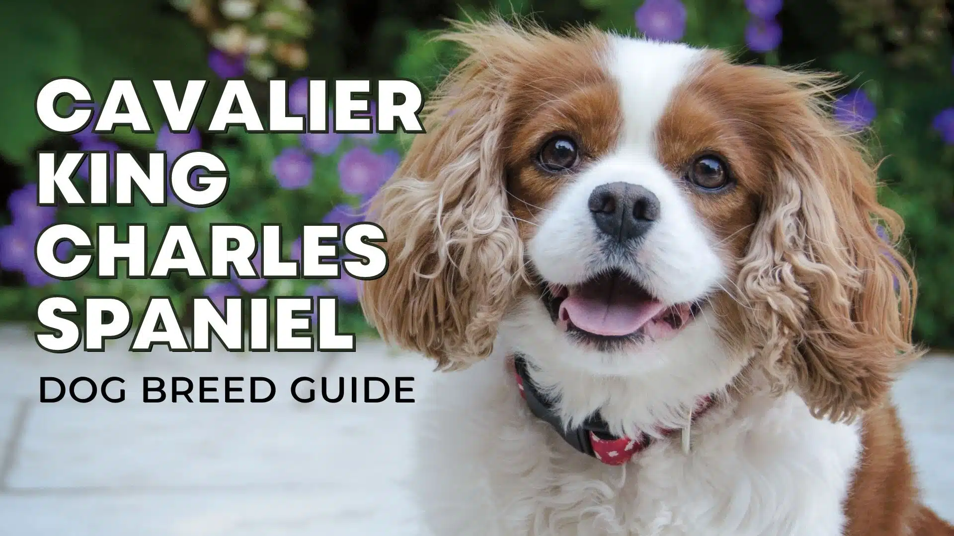 Dog Breed Guide: The Cavalier King Charles Spaniel