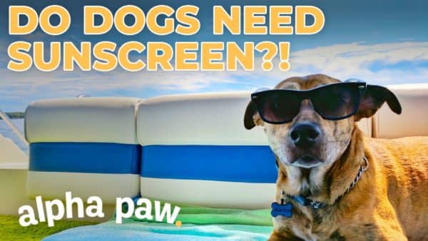 Video: Do Dogs Need Sunscreen? The Surprising Answer!
