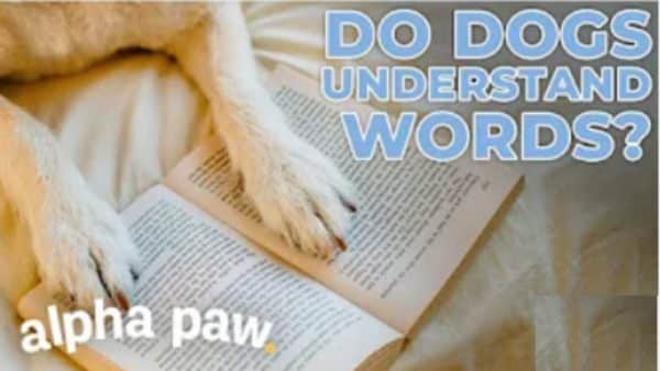 Video: Do Dogs Understand Words?