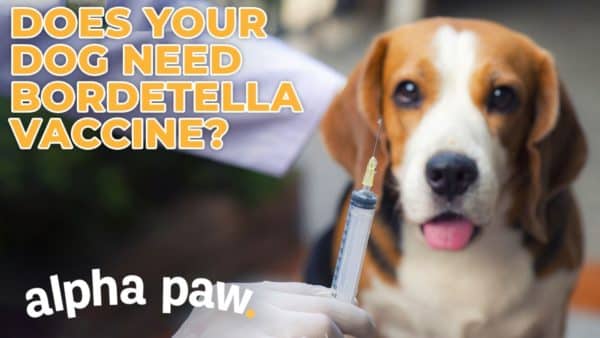 Video: Does Your Dog Need THIS Vaccine?