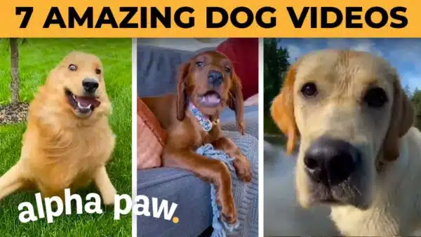 Watch 7 Of the Most Amazing Dog Videos