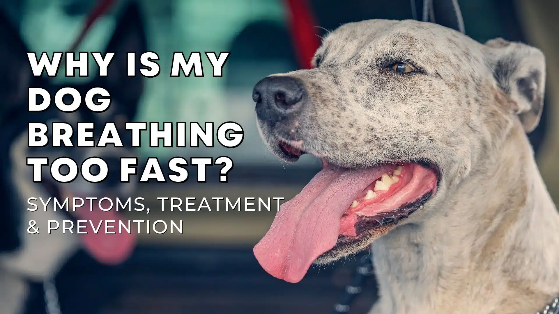 Why Is My Dog Breathing Too Fast? Symptoms, Treatment, and Prevention