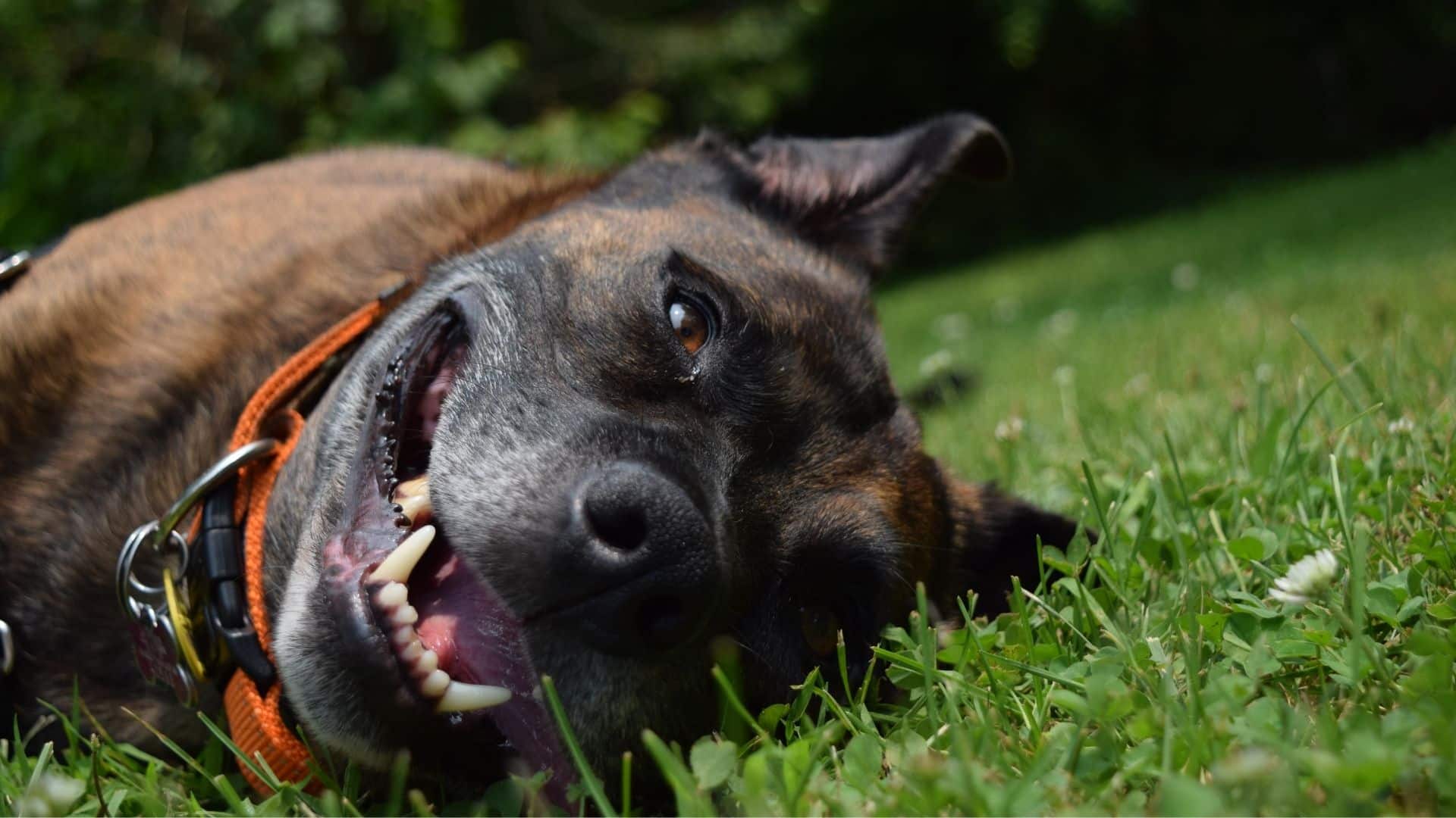 How to Help A Choking Dog: Life-Saving Tips For Pet Parents