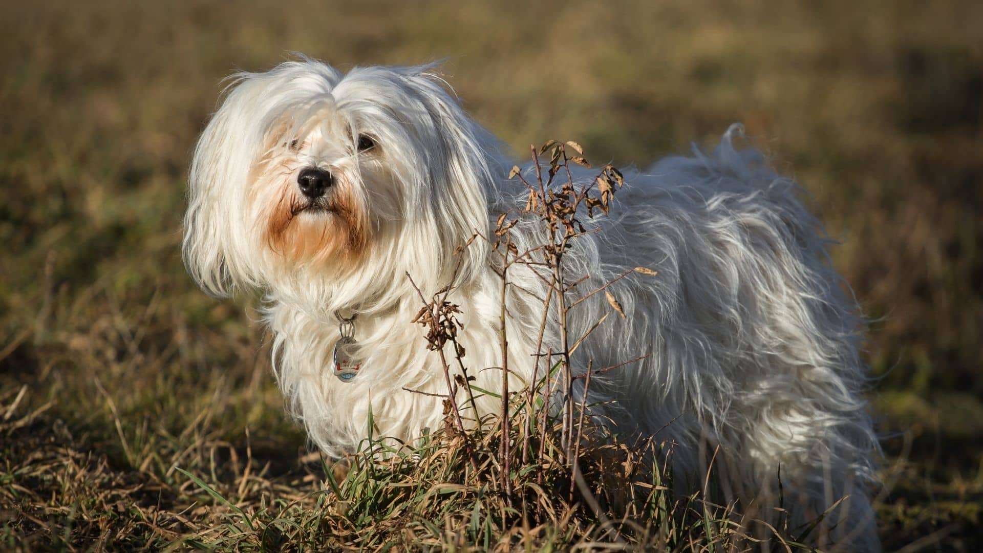 Havanese Dog Breed Guide: Facts, Health & Care | Alpha Paw
