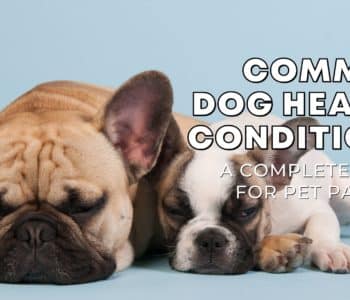 Common Dog Health Conditions: A Complete Guide for Pet Parents