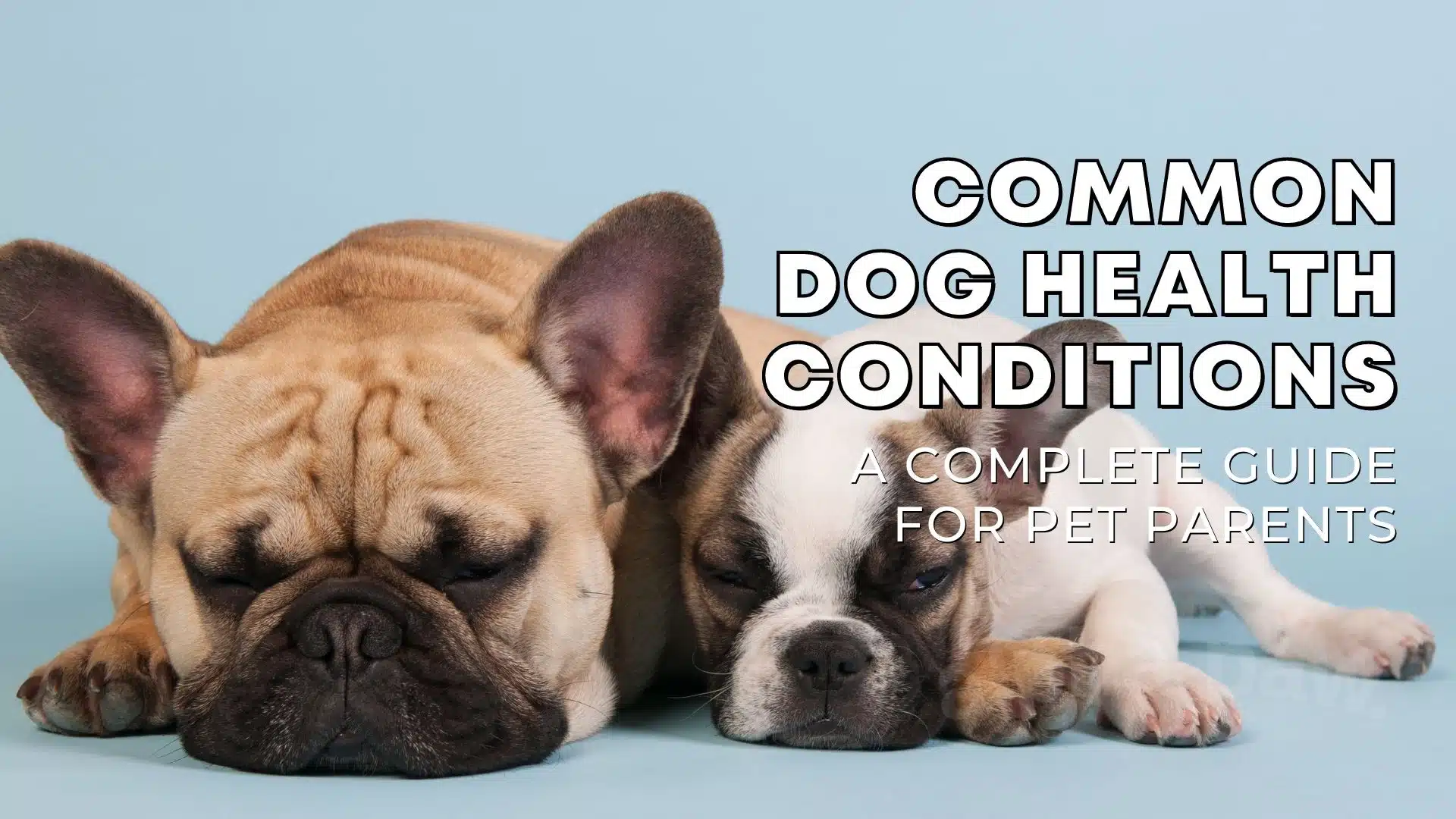 Common Dog Health Conditions: A Complete Guide for Pet Parents