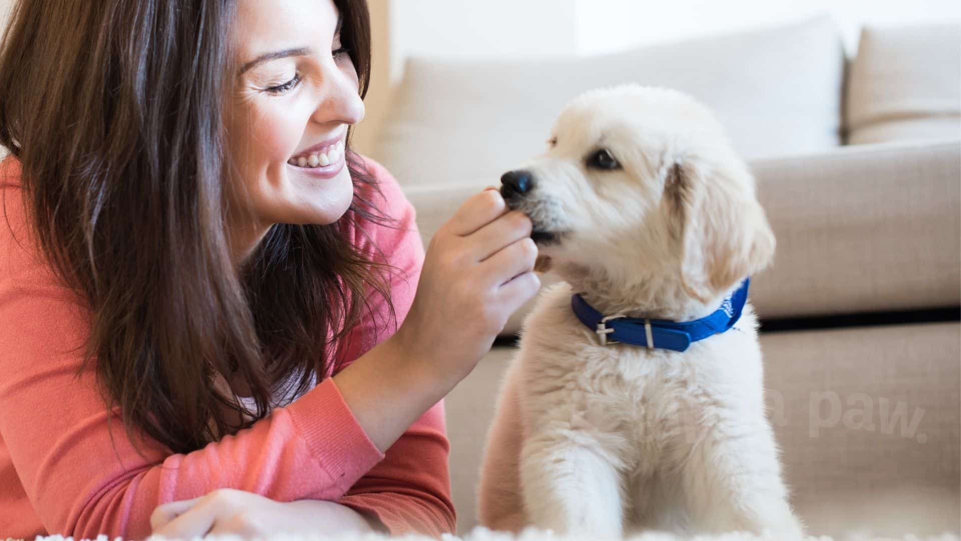 Your Puppy’s Vaccination Schedule: A Complete Pet Parent Guide