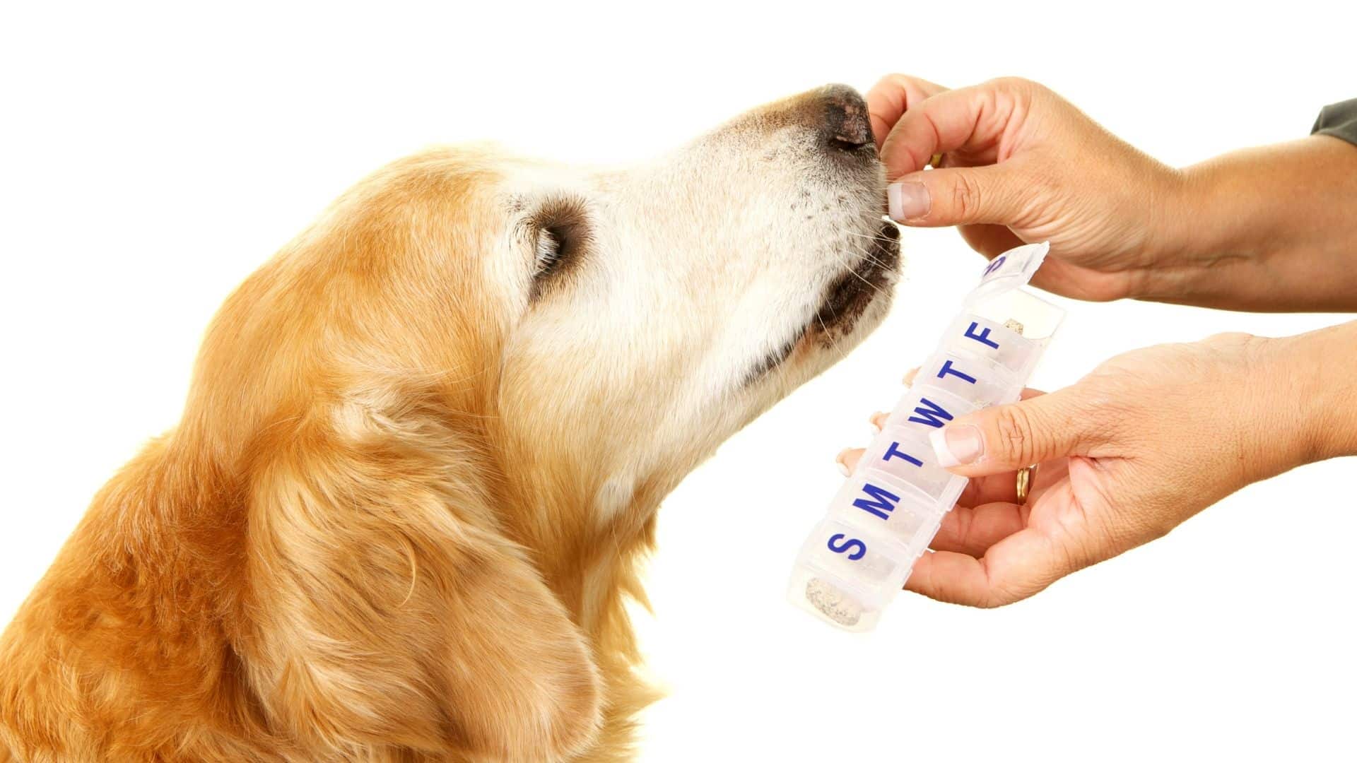 Amoxicillin for Dogs: Uses, Dosage and Side Effects