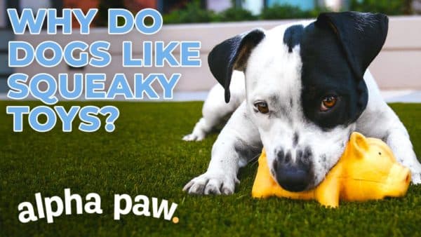 Video: Why Do Dogs Like Squeaky Toys?