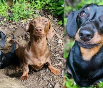 Meet the Sausage Dog Gardeners Who’ve Taken Social Media By Storm